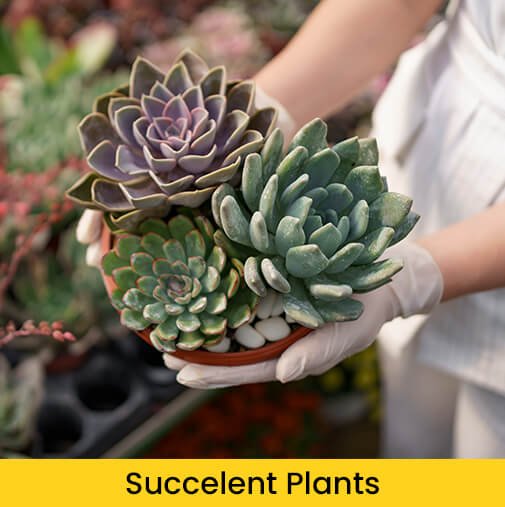 Succelent Plants