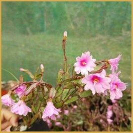 Phooldaan | Rhipsalidopsis gaertneri Plants