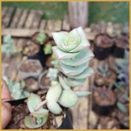 Phooldaan | Crassula perforata Plants