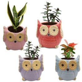 Phooldaan | Owl Shape Flowerpot Planter Ceramic | Set Of 4 | Multicolor